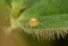 Sminthurus viridis